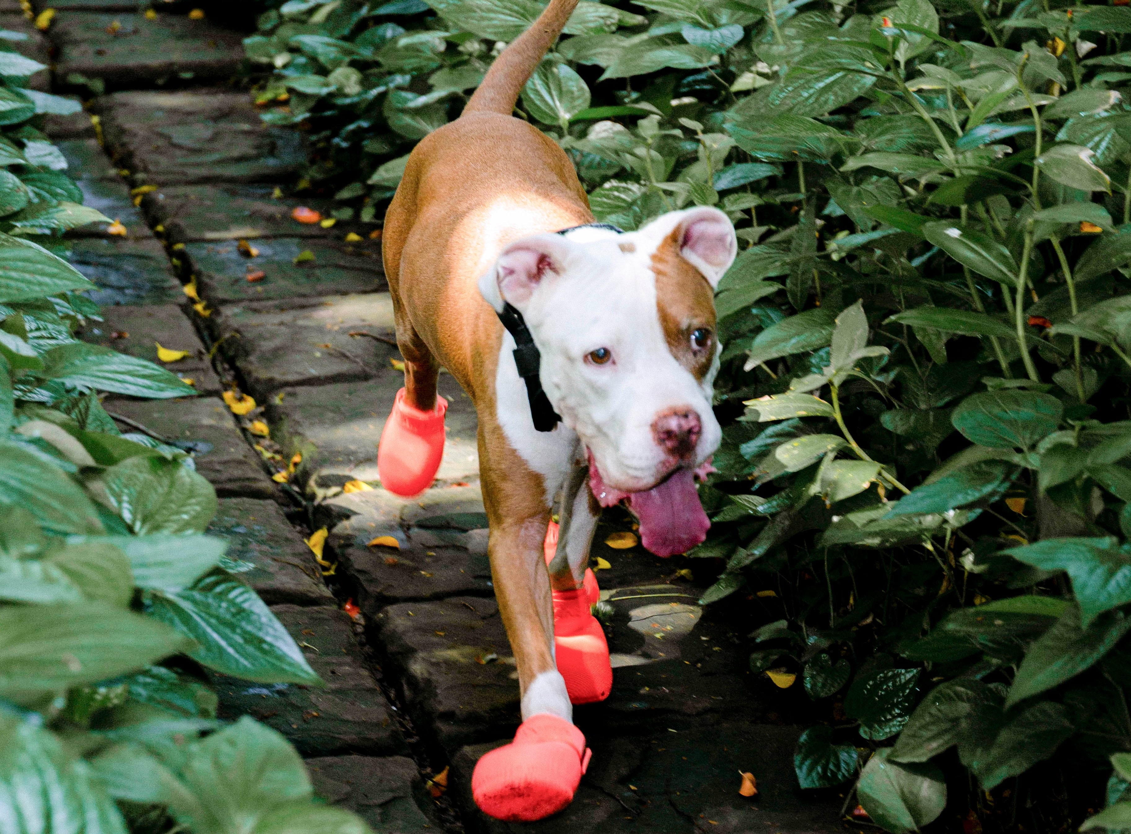 The world's first scan-to-fit custom dog shoes