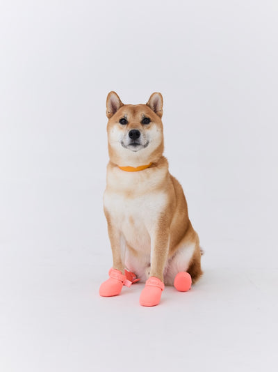 Shiba