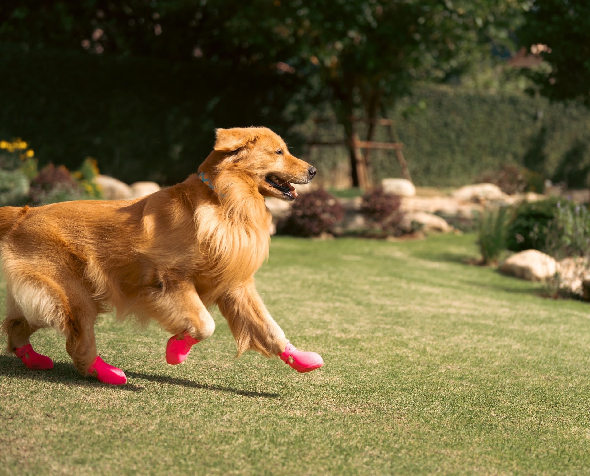 Dog shoes made from a scan of your dog's paws — the first of their kind.